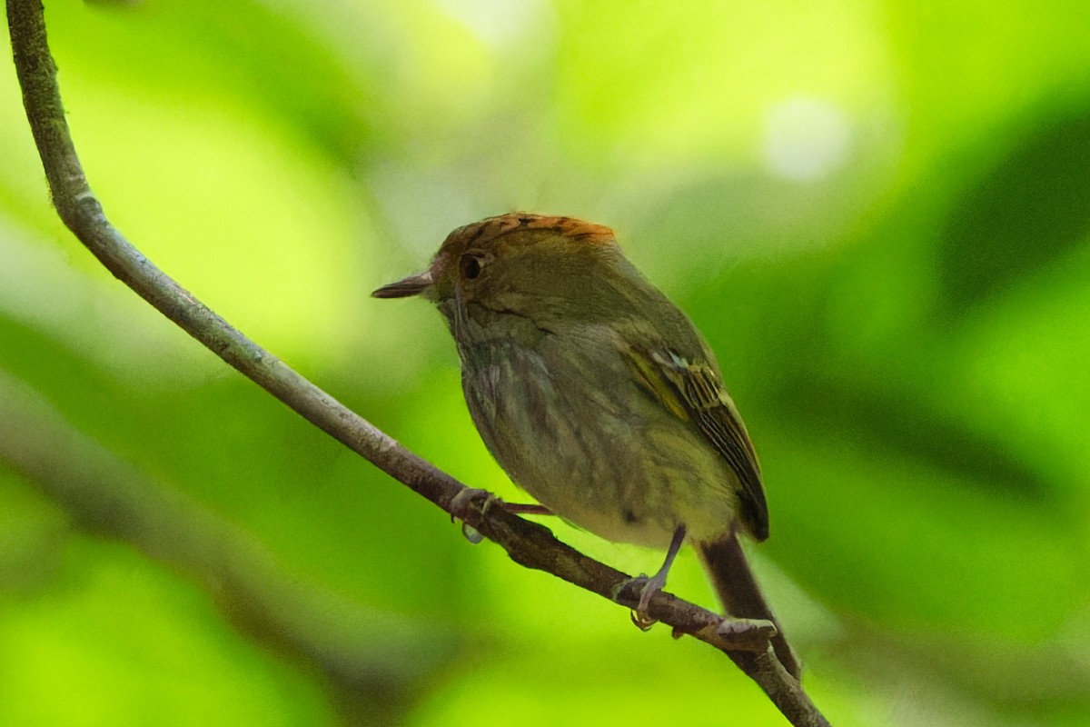Scale-crested Pygmy-Tyrant - ML617671517