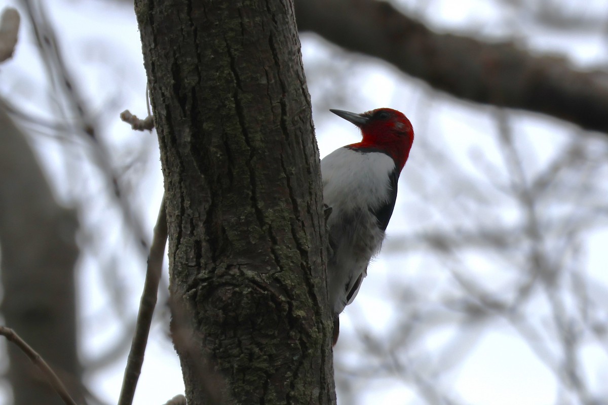Red-headed Woodpecker - David Nelson