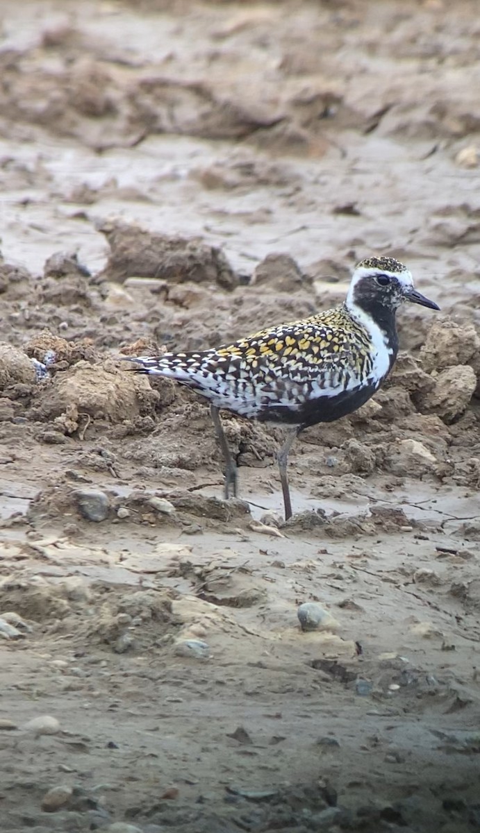 Pacific Golden-Plover - Shep Thorp