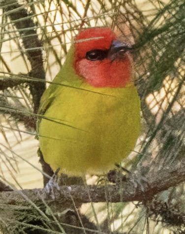 Red-headed Tanager - ML617671556