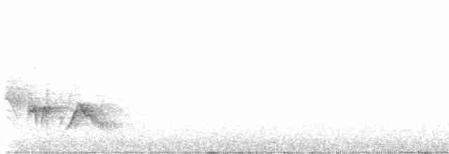 White-eyed Vireo - ML617671579