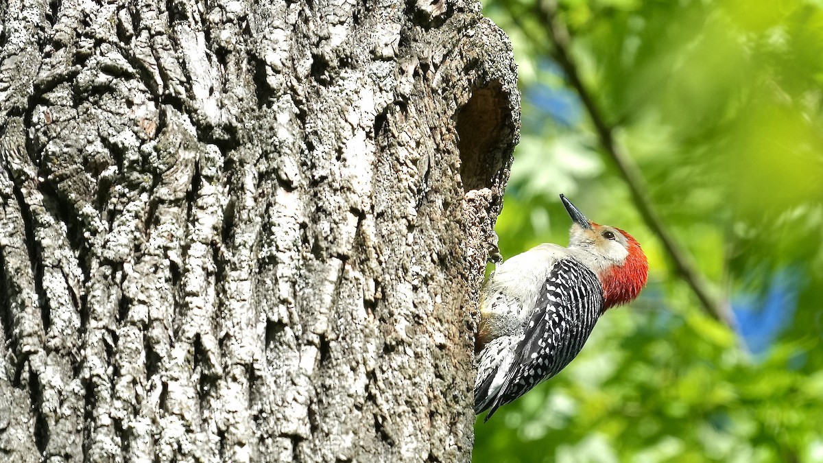 Red-bellied Woodpecker - ML617671654