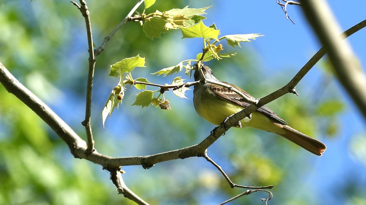 Great Crested Flycatcher - ML617671659