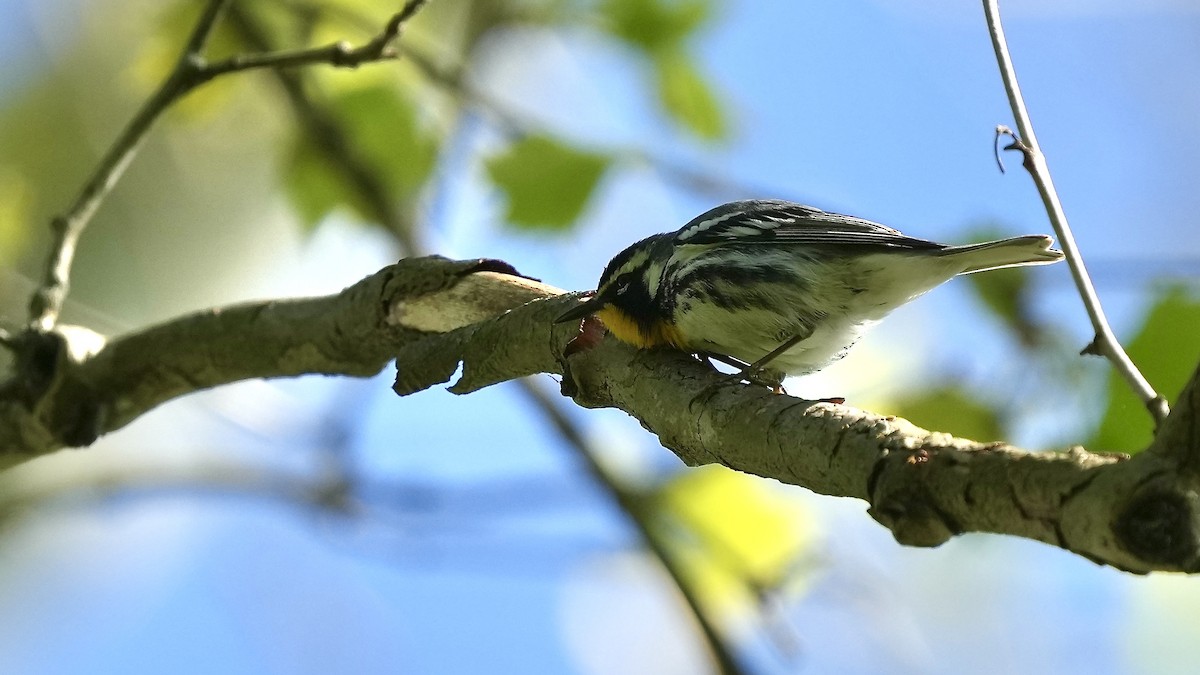 Yellow-throated Warbler - Sunil Thirkannad