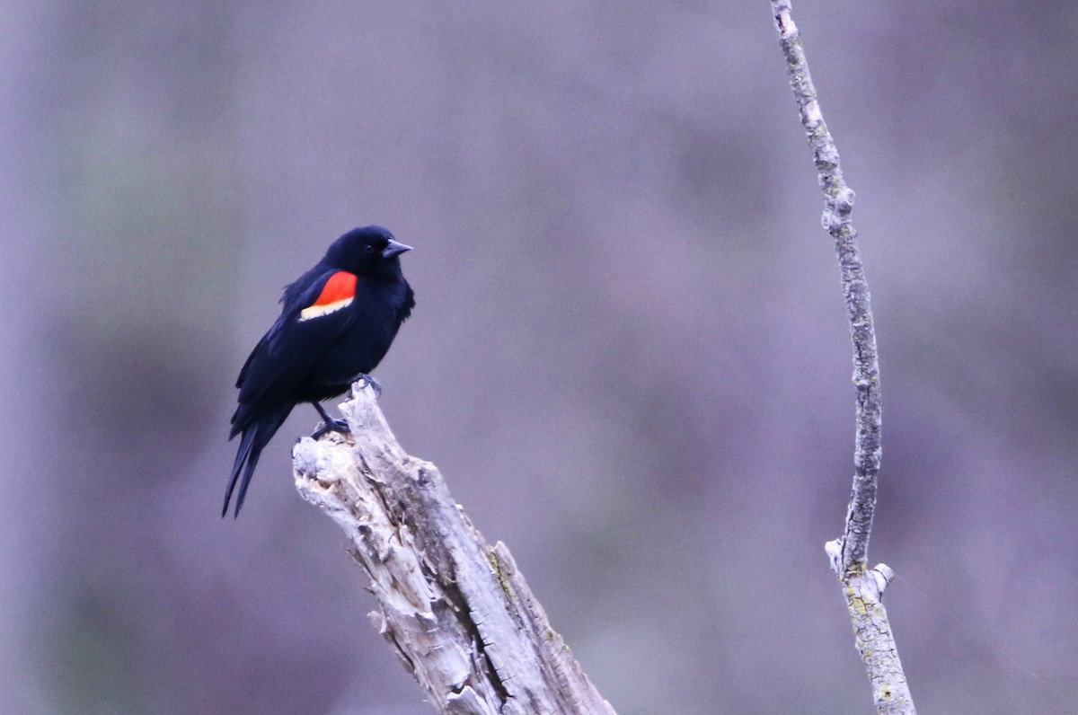 Red-winged Blackbird - ML617671677