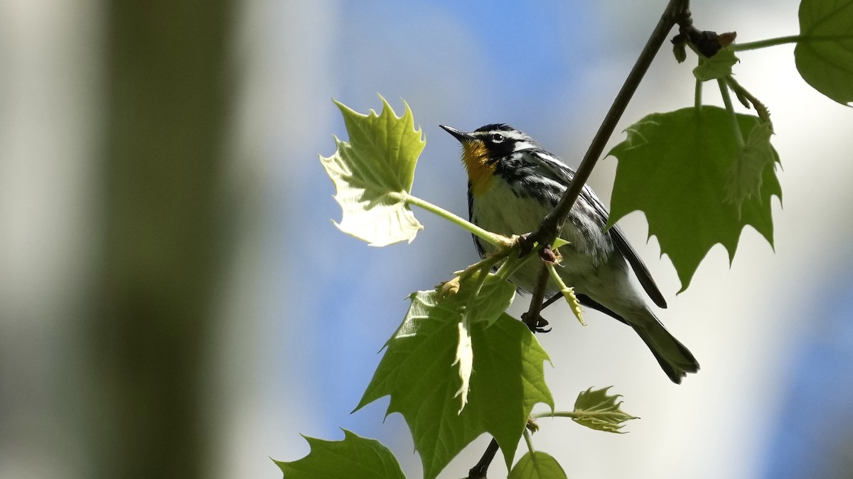 Yellow-throated Warbler - ML617671678