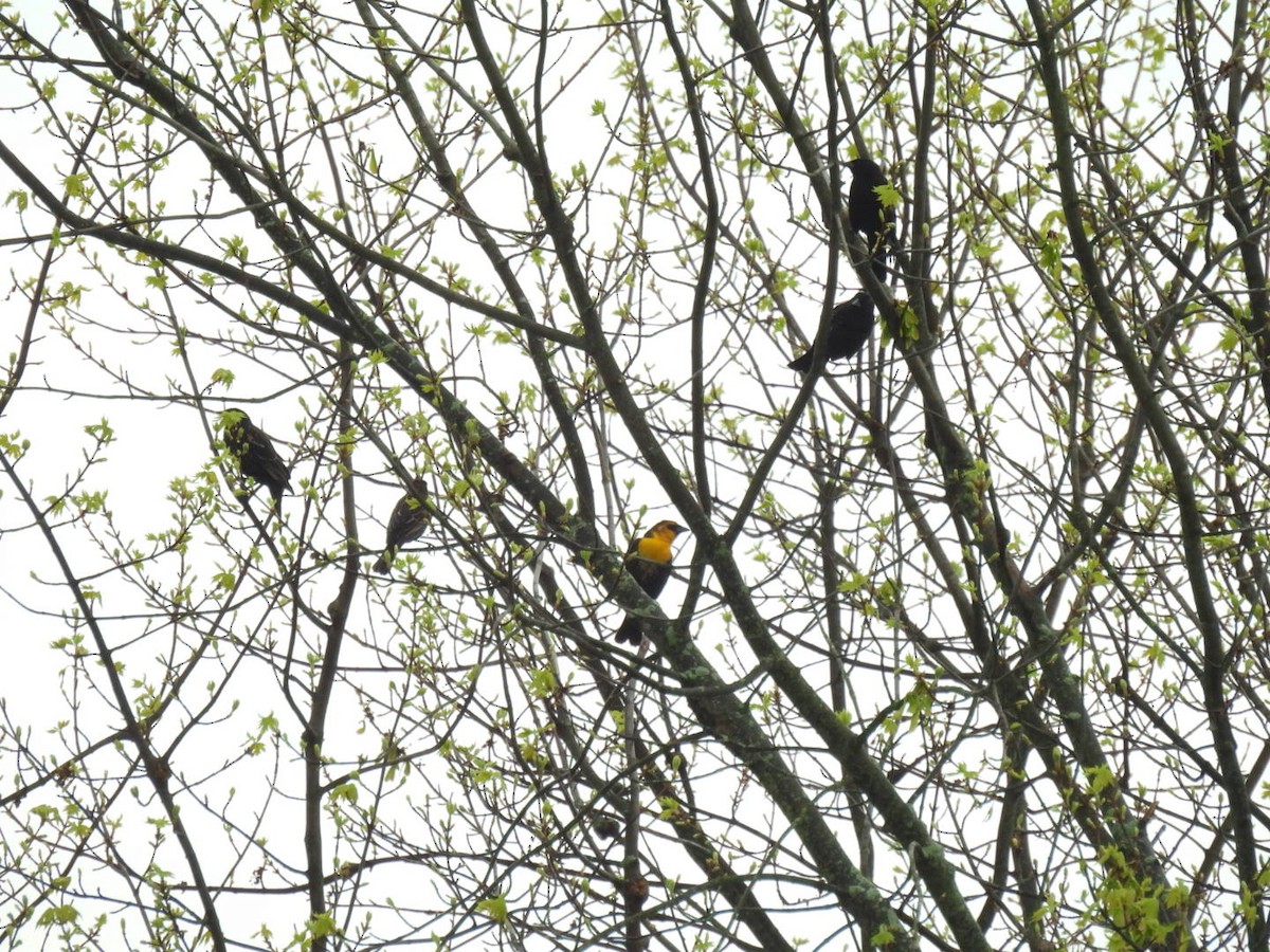 Yellow-headed Blackbird - ML617671690