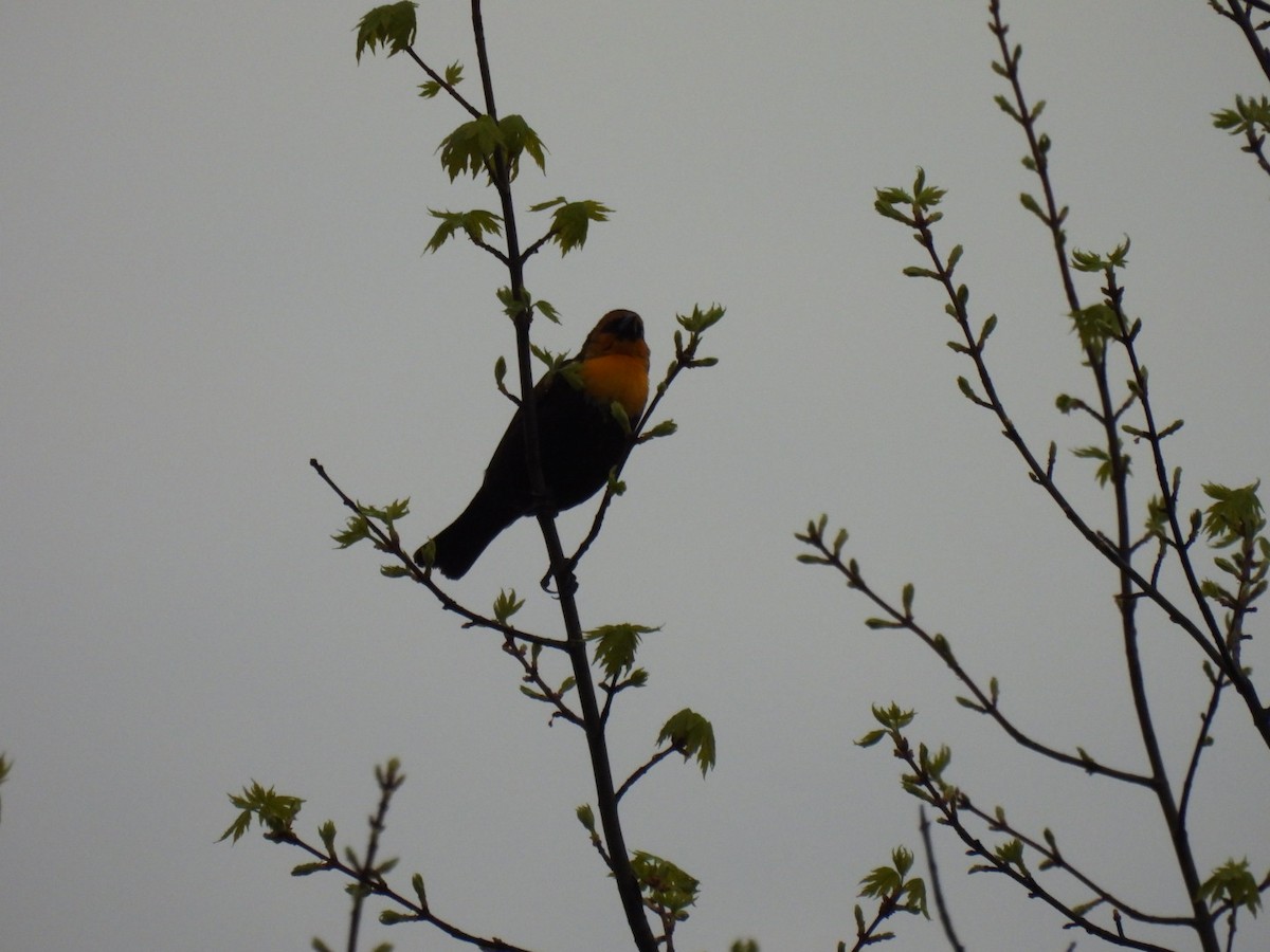 Yellow-headed Blackbird - ML617671691