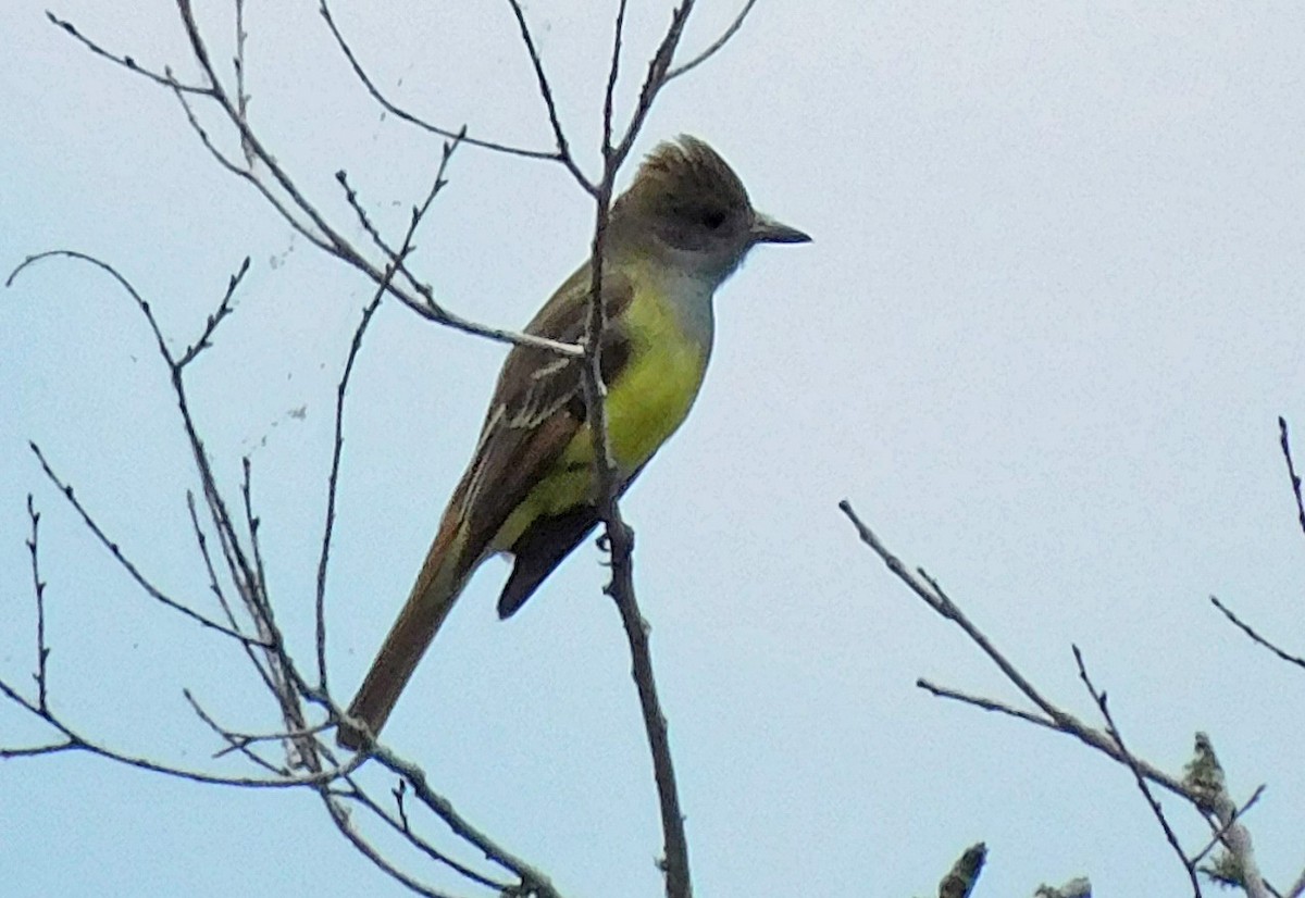 Great Crested Flycatcher - Kathy Rhodes