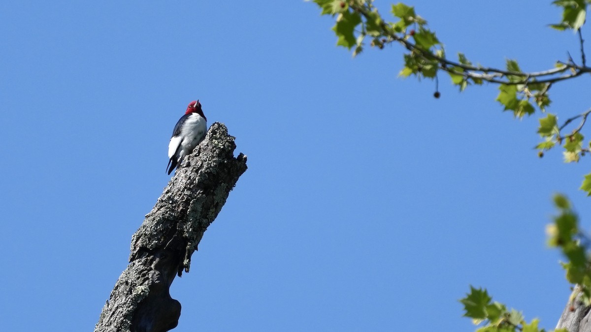 Red-headed Woodpecker - ML617671695
