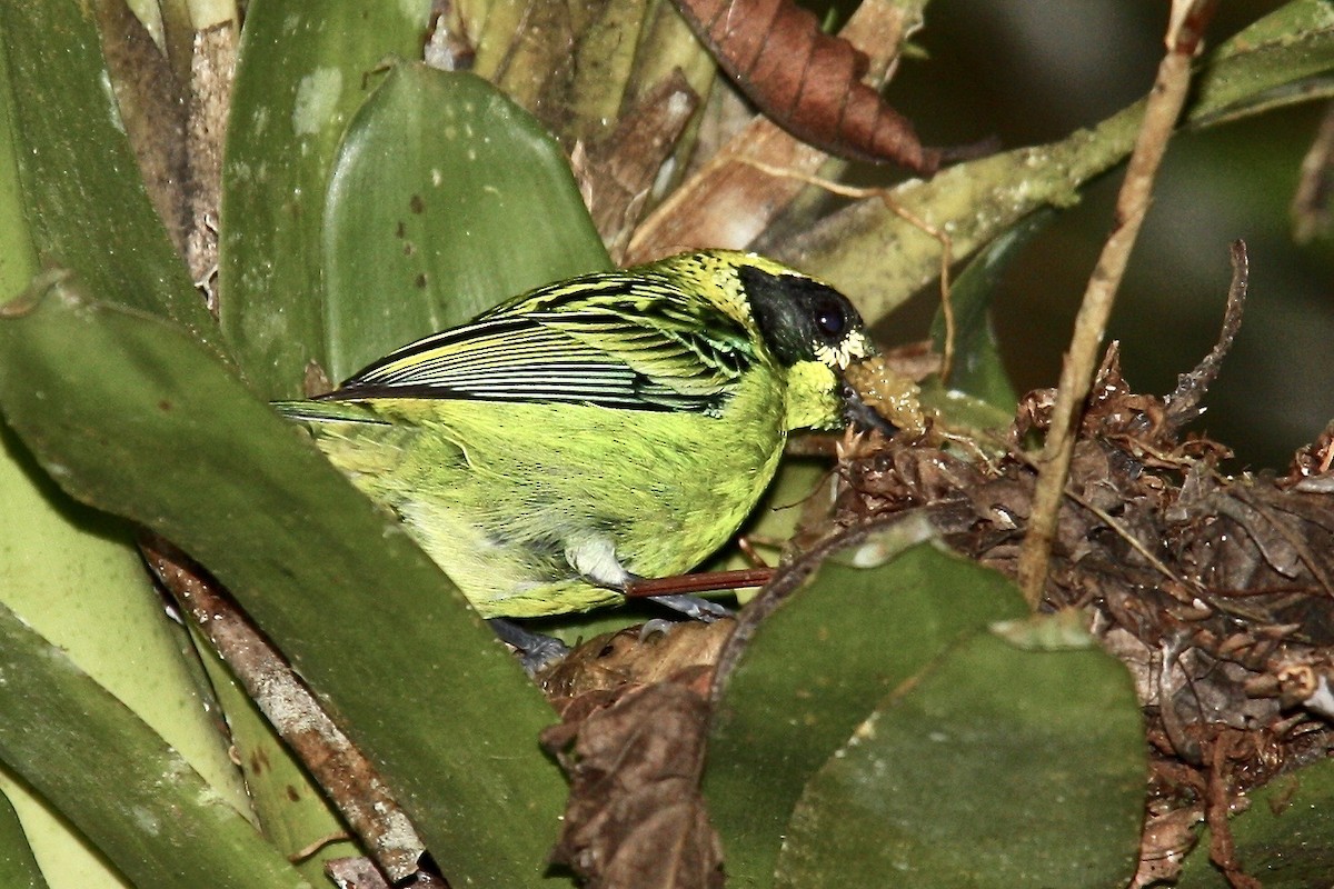 Green-and-gold Tanager - ML617671764