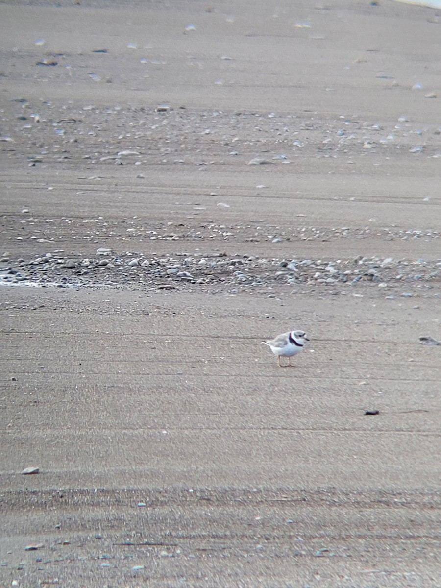 Piping Plover - ML617671782