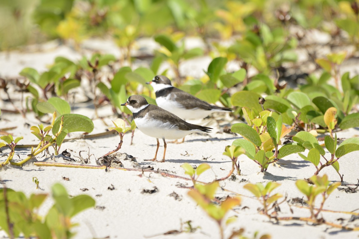 Semipalmated Plover - ML617671874