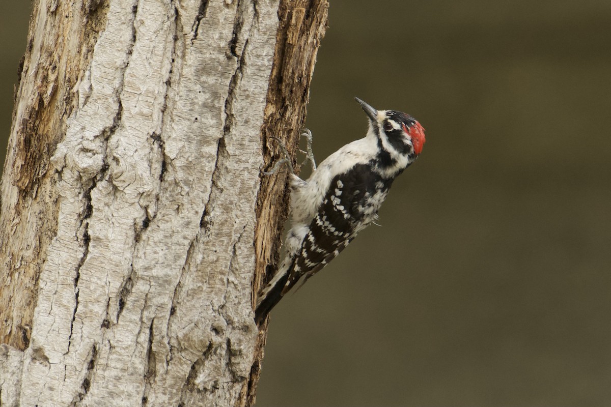 Downy x Nuttall's Woodpecker (hybrid) - ML617671877