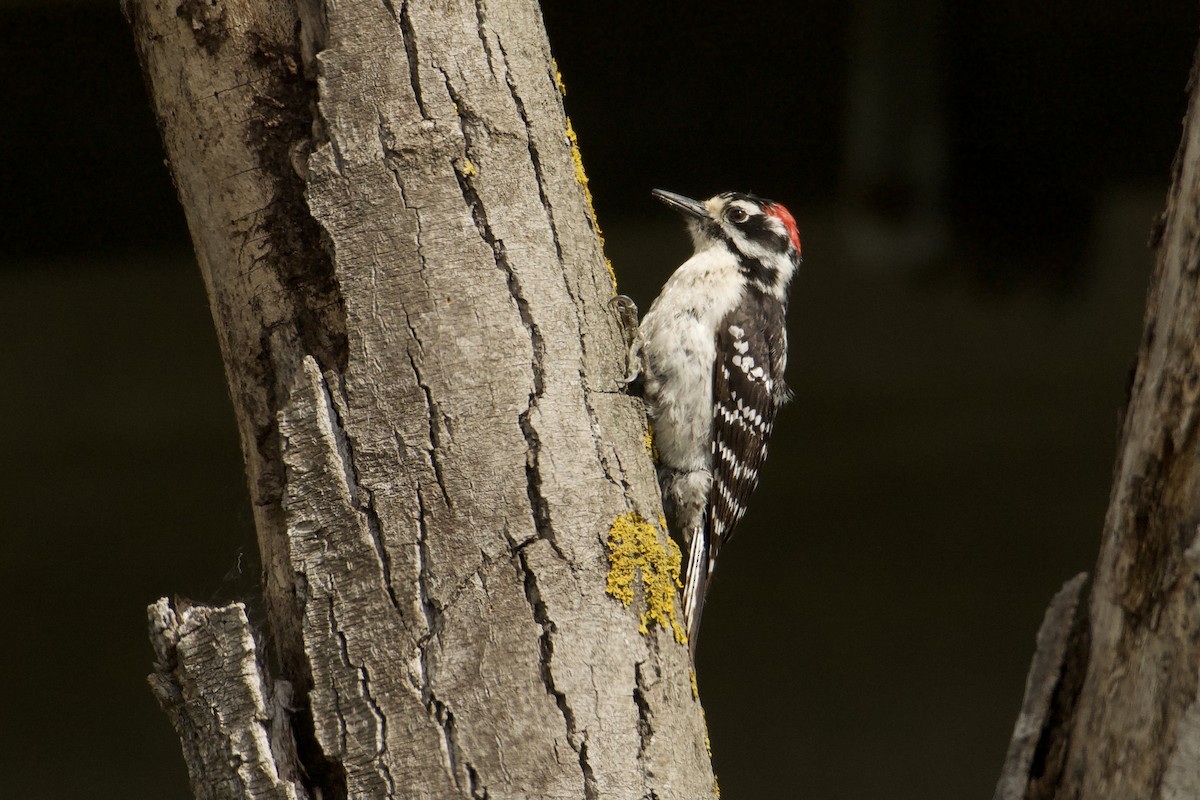 Downy x Nuttall's Woodpecker (hybrid) - ML617671886