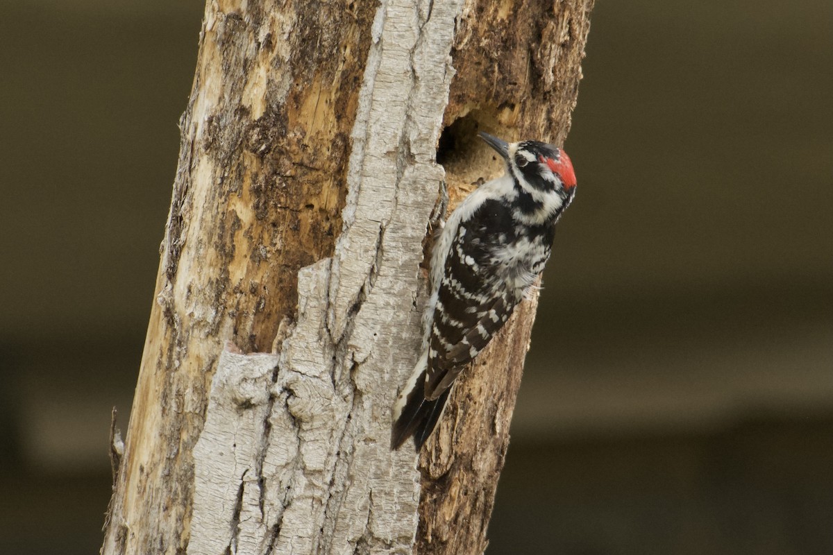 Downy x Nuttall's Woodpecker (hybrid) - ML617671887