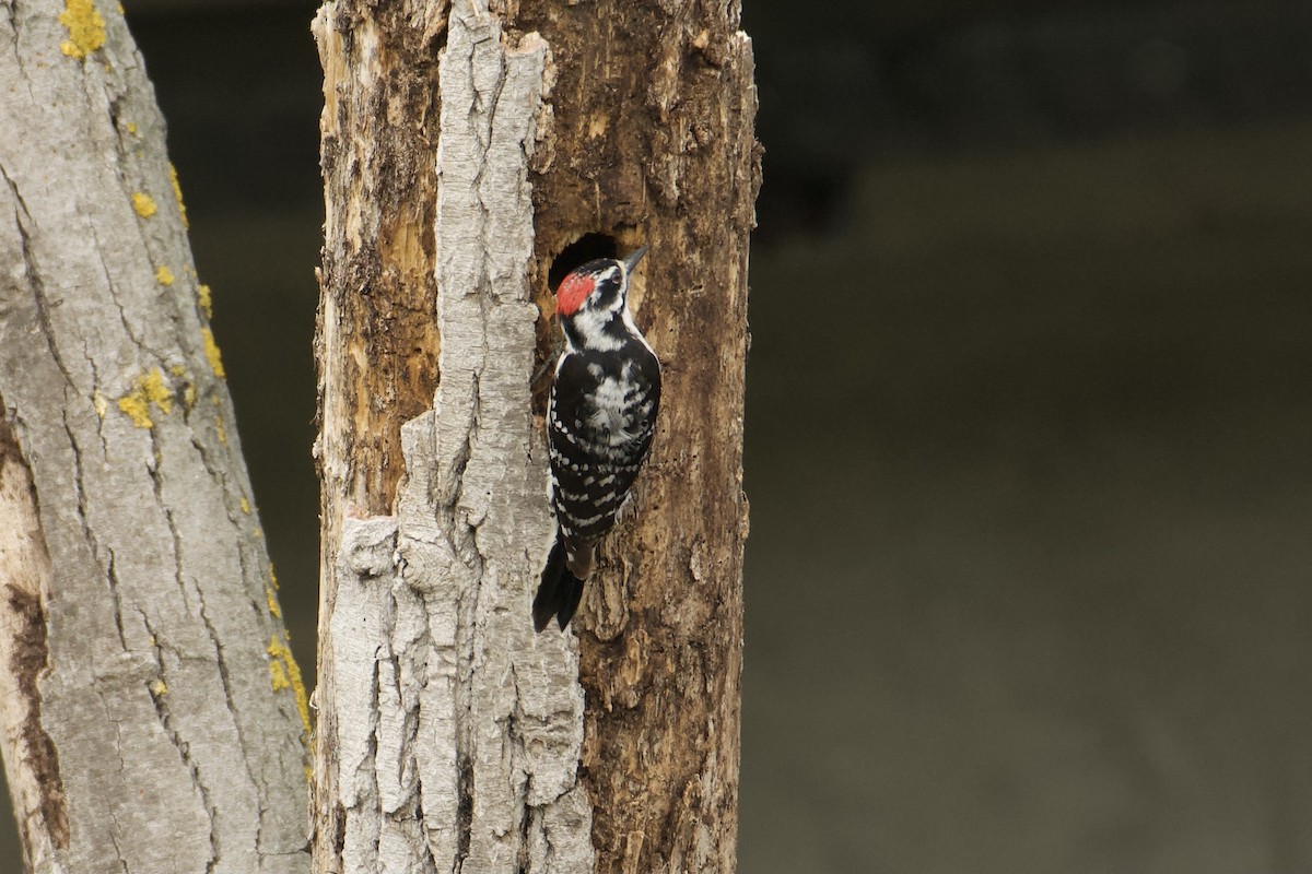 Downy x Nuttall's Woodpecker (hybrid) - ML617671891
