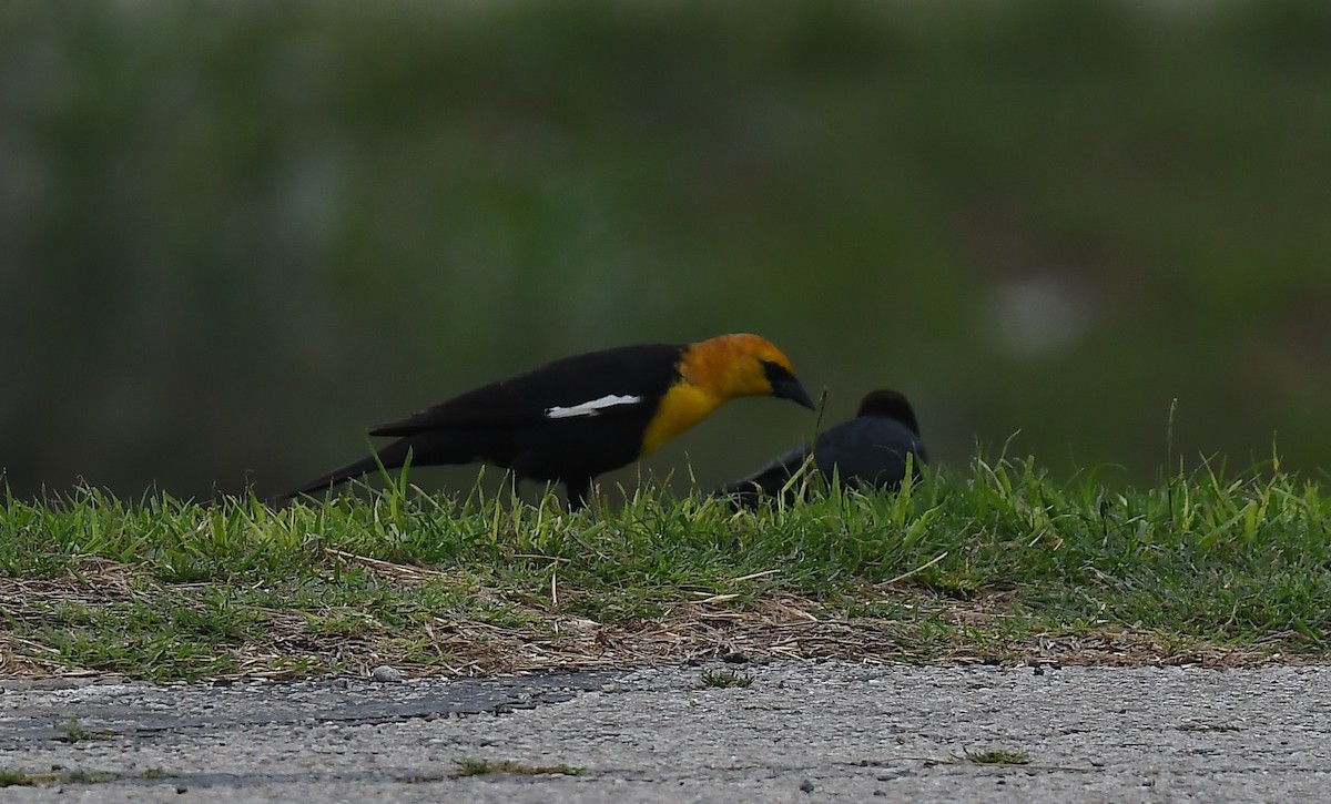 Yellow-headed Blackbird - ML617671986