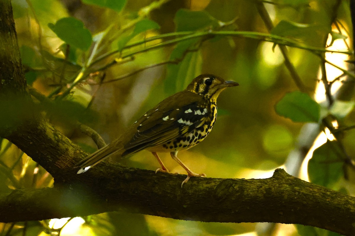 Spotted Ground-Thrush (Spotted) - ML617671992