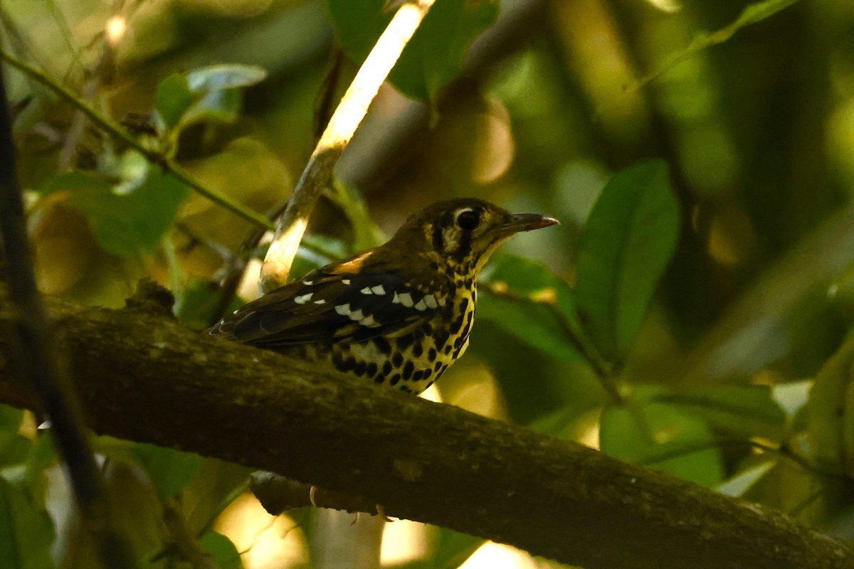 Spotted Ground-Thrush (Spotted) - ML617671994