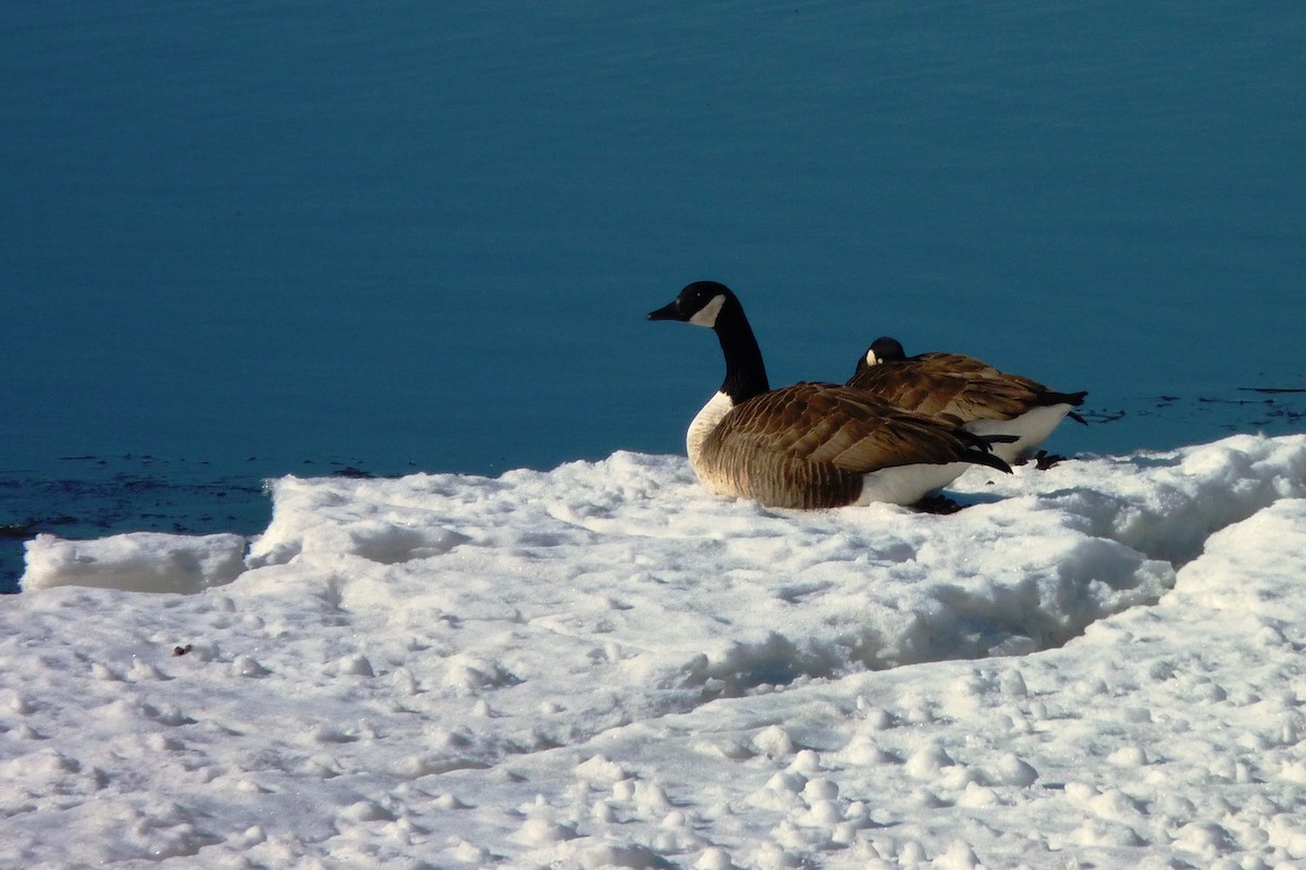 Canada Goose - Maurice Raymond