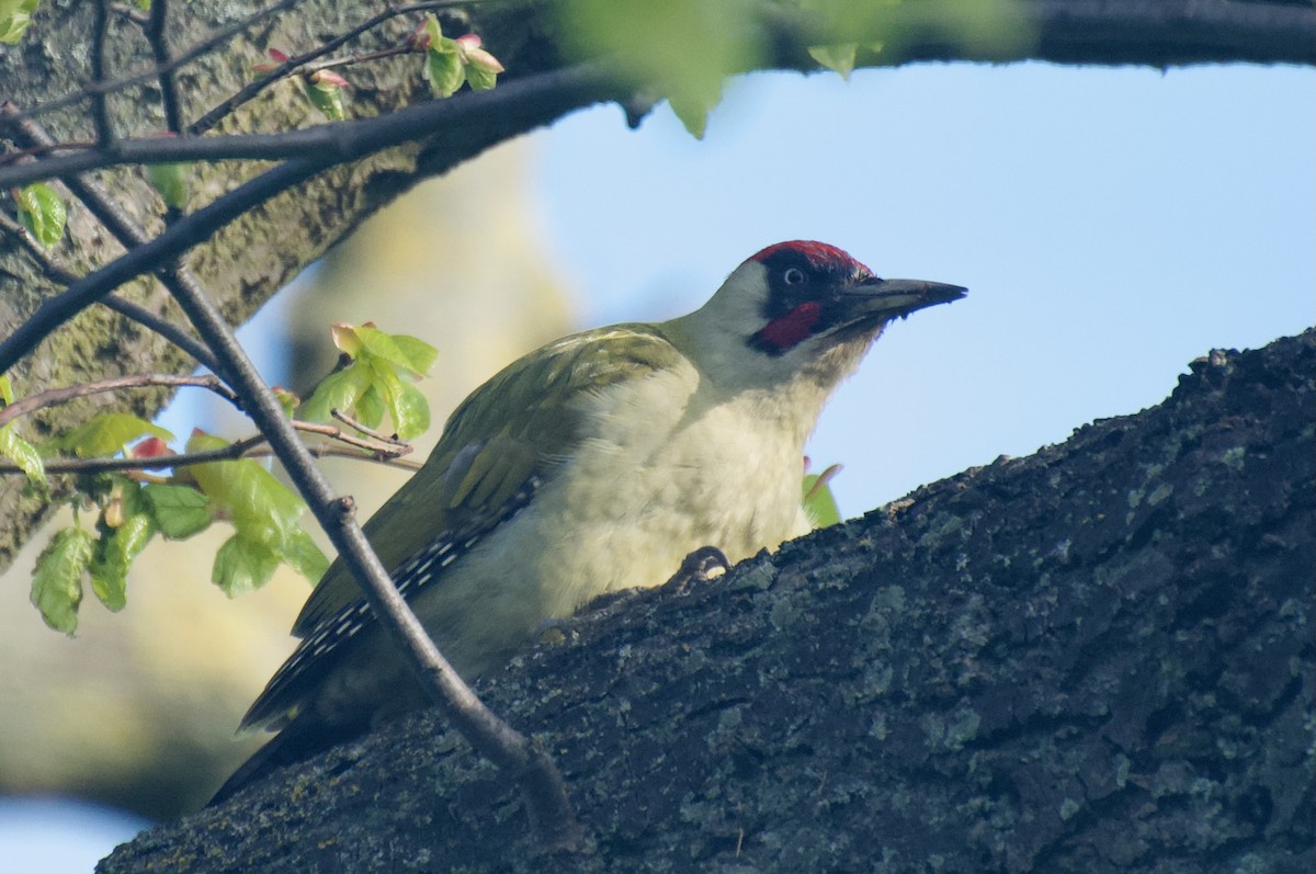 Eurasian Green Woodpecker - ML617672064