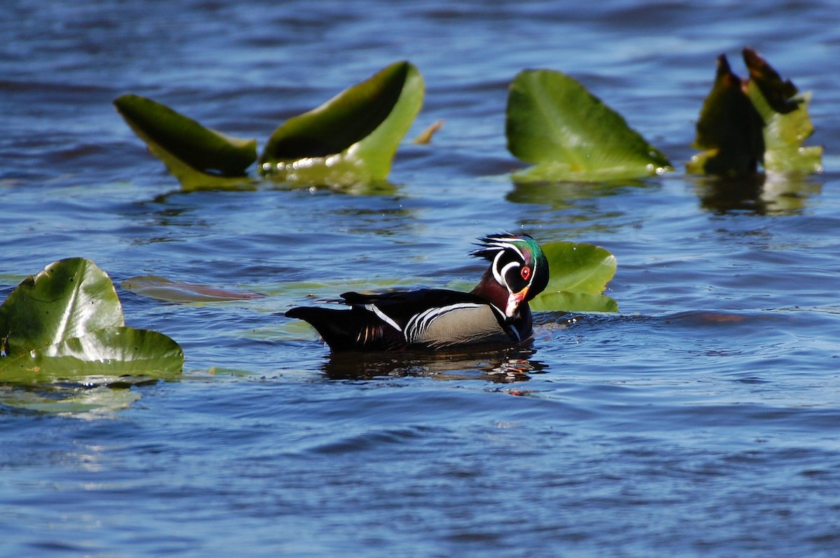 eBird Checklist 19 Apr 2024 Kensington MetroparkNature Center