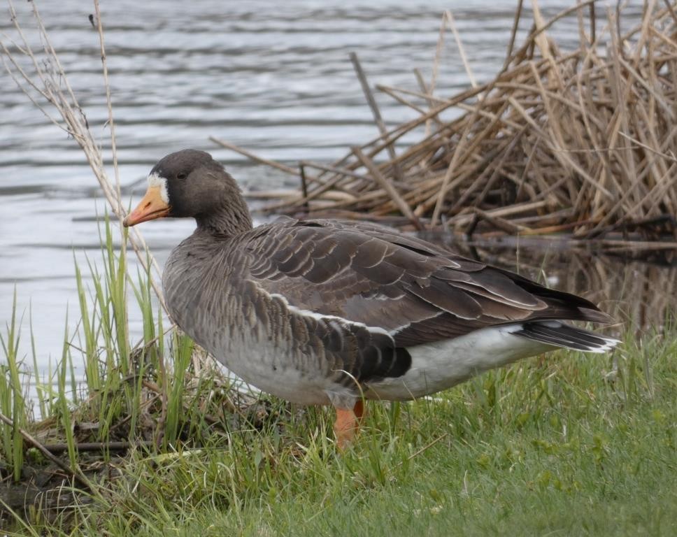 Greater White-fronted Goose - John Gustafson