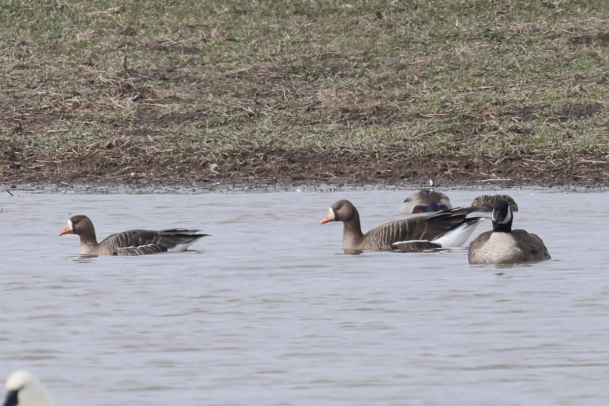Greater White-fronted Goose - Myles McNally