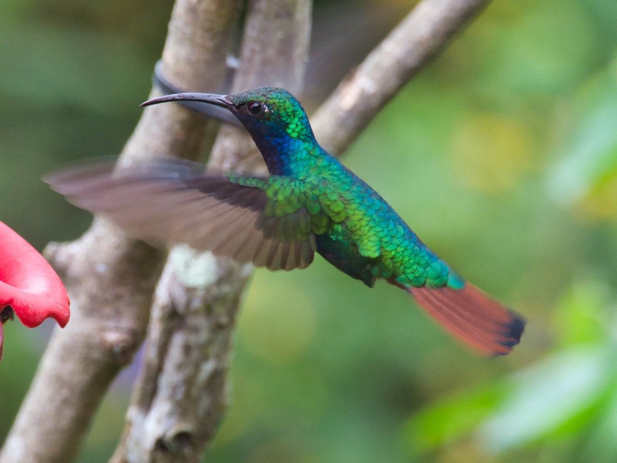 kolibřík azurovoprsý - ML617672192