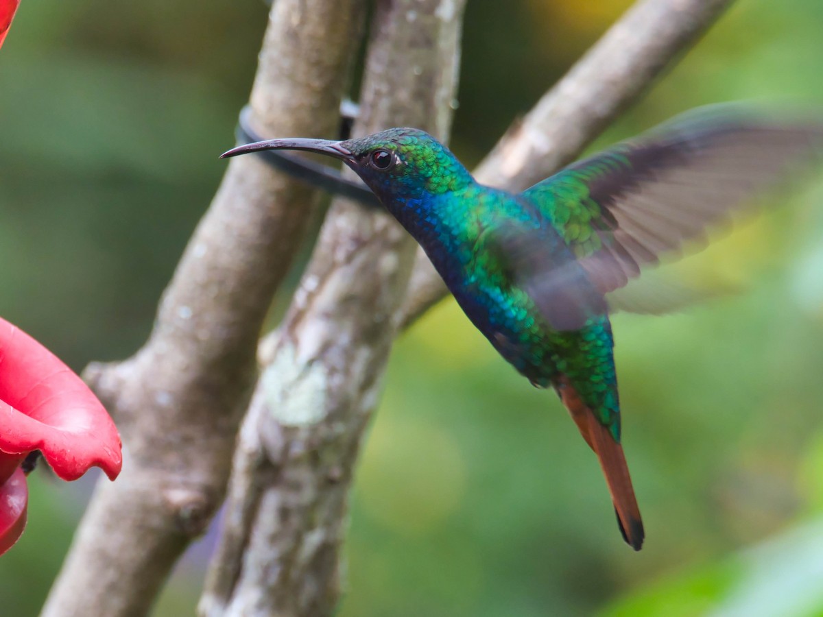 kolibřík azurovoprsý - ML617672194