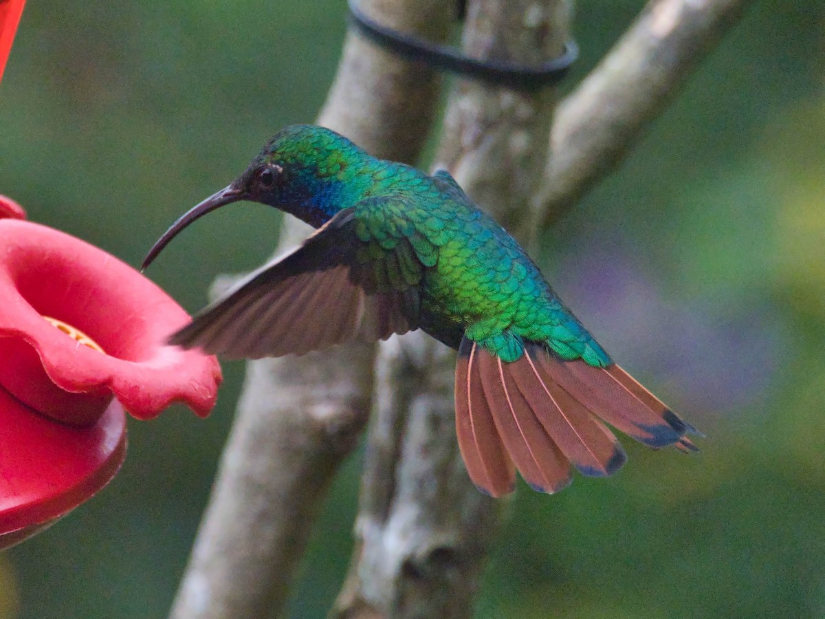 kolibřík azurovoprsý - ML617672196