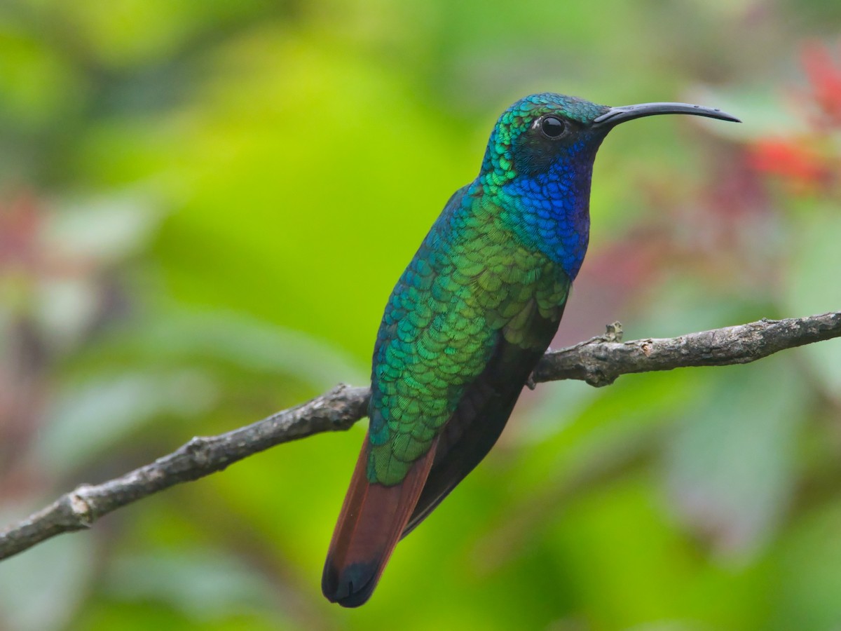 kolibřík azurovoprsý - ML617672198