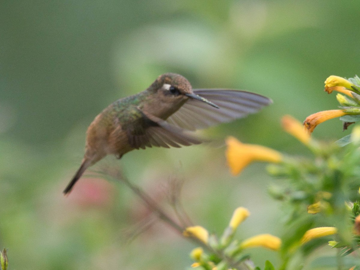 kolibřík hnědotemenný - ML617672216