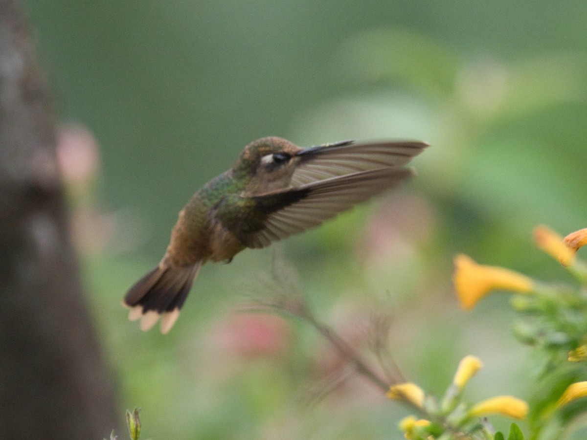 kolibřík hnědotemenný - ML617672218