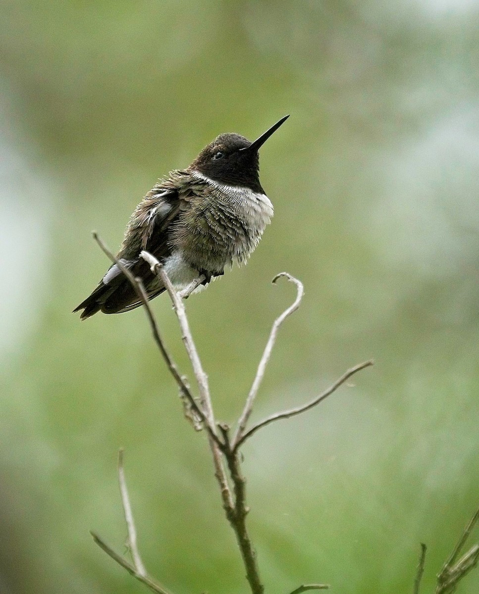 Black-chinned Hummingbird - ML617672223