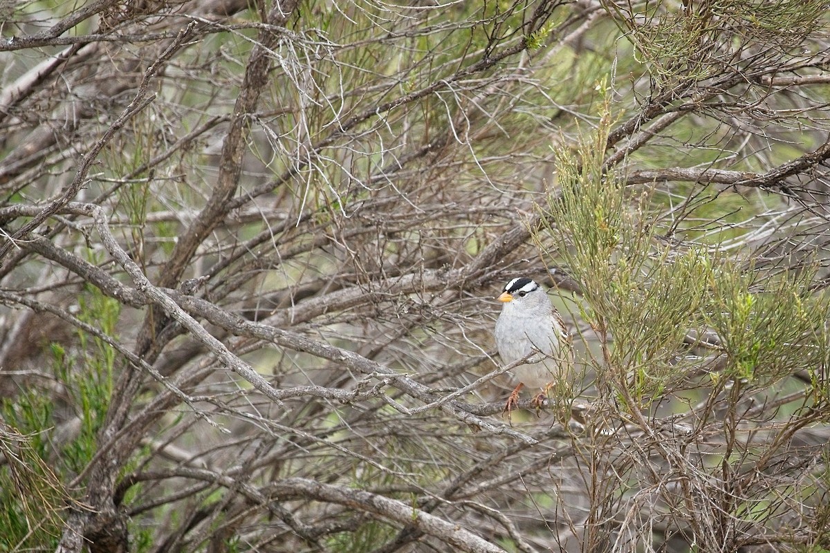 White-crowned Sparrow - ML617672316