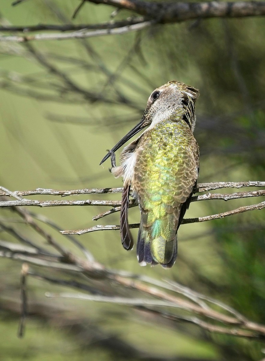 Costa's Hummingbird - ML617672353