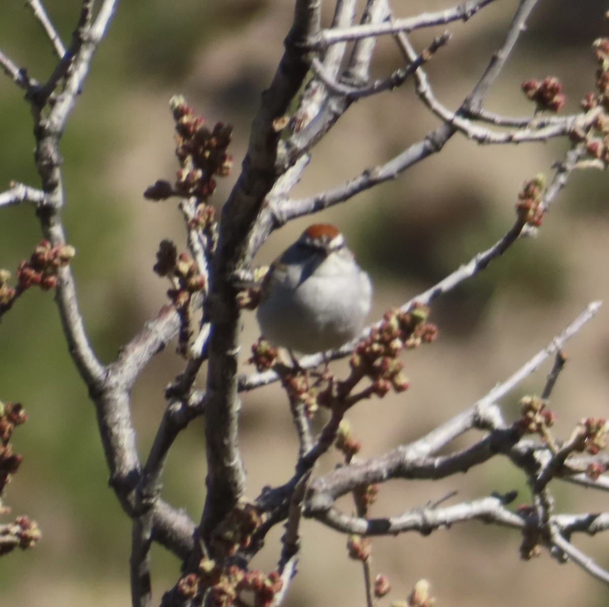 Chipping Sparrow - ML617672384