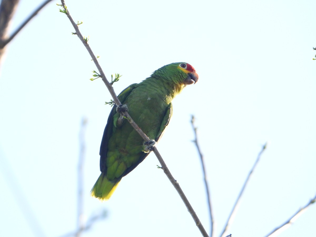Red-lored Parrot (Red-lored) - ML617672425