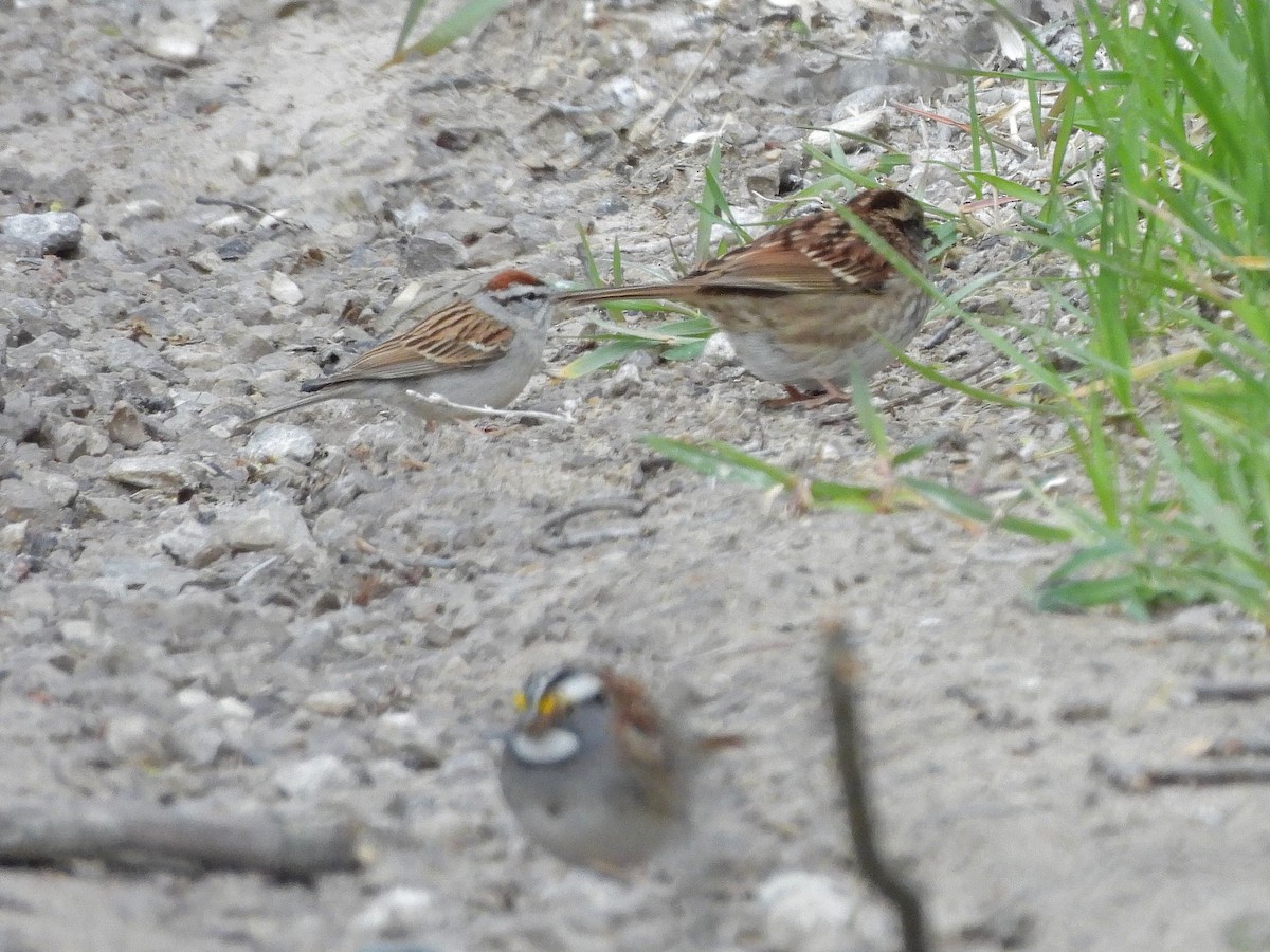 Chipping Sparrow - ML617672462