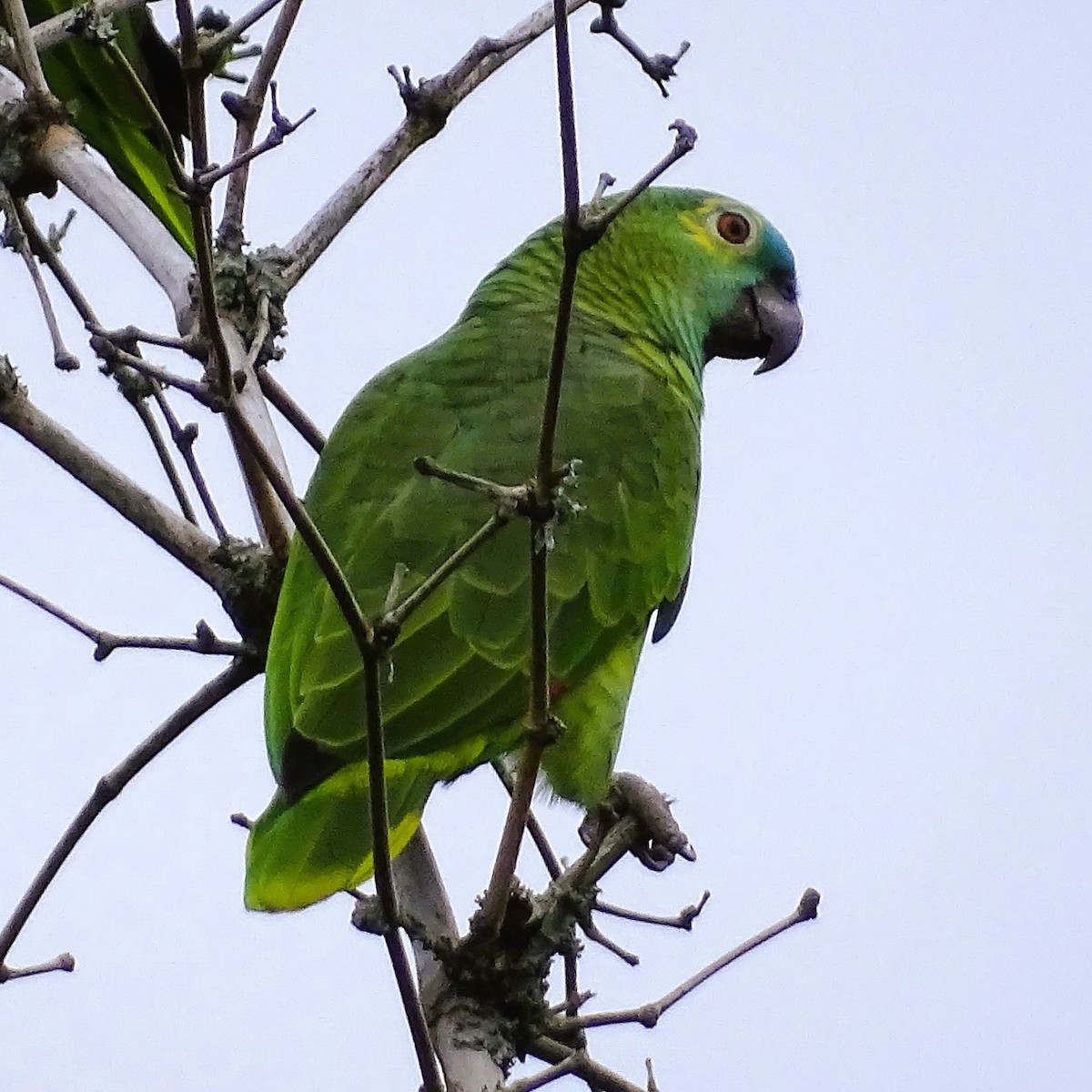 Turquoise-fronted Parrot - Horacio Alberto Garcia