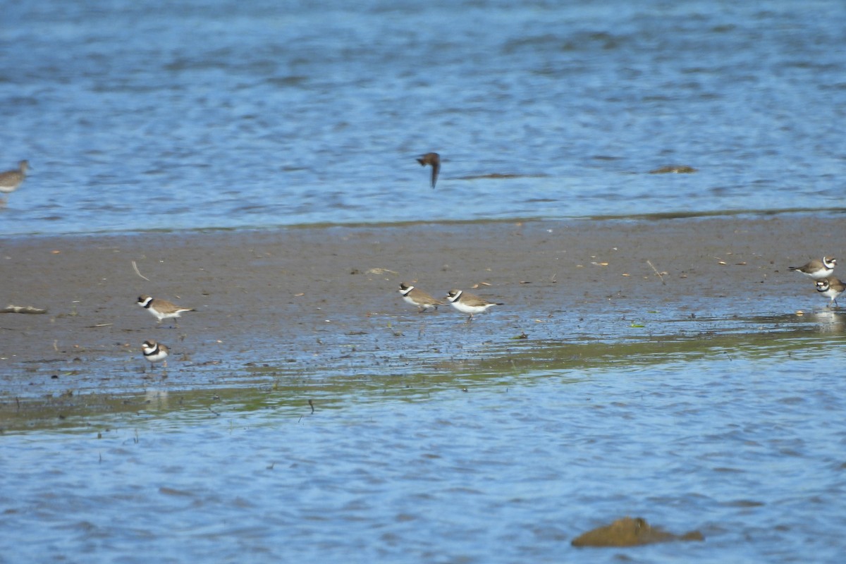 Semipalmated Plover - Betty Lou Peckham