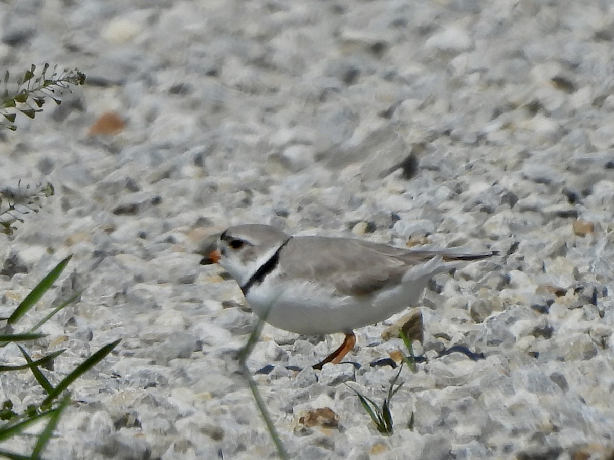 Piping Plover - ML617672514