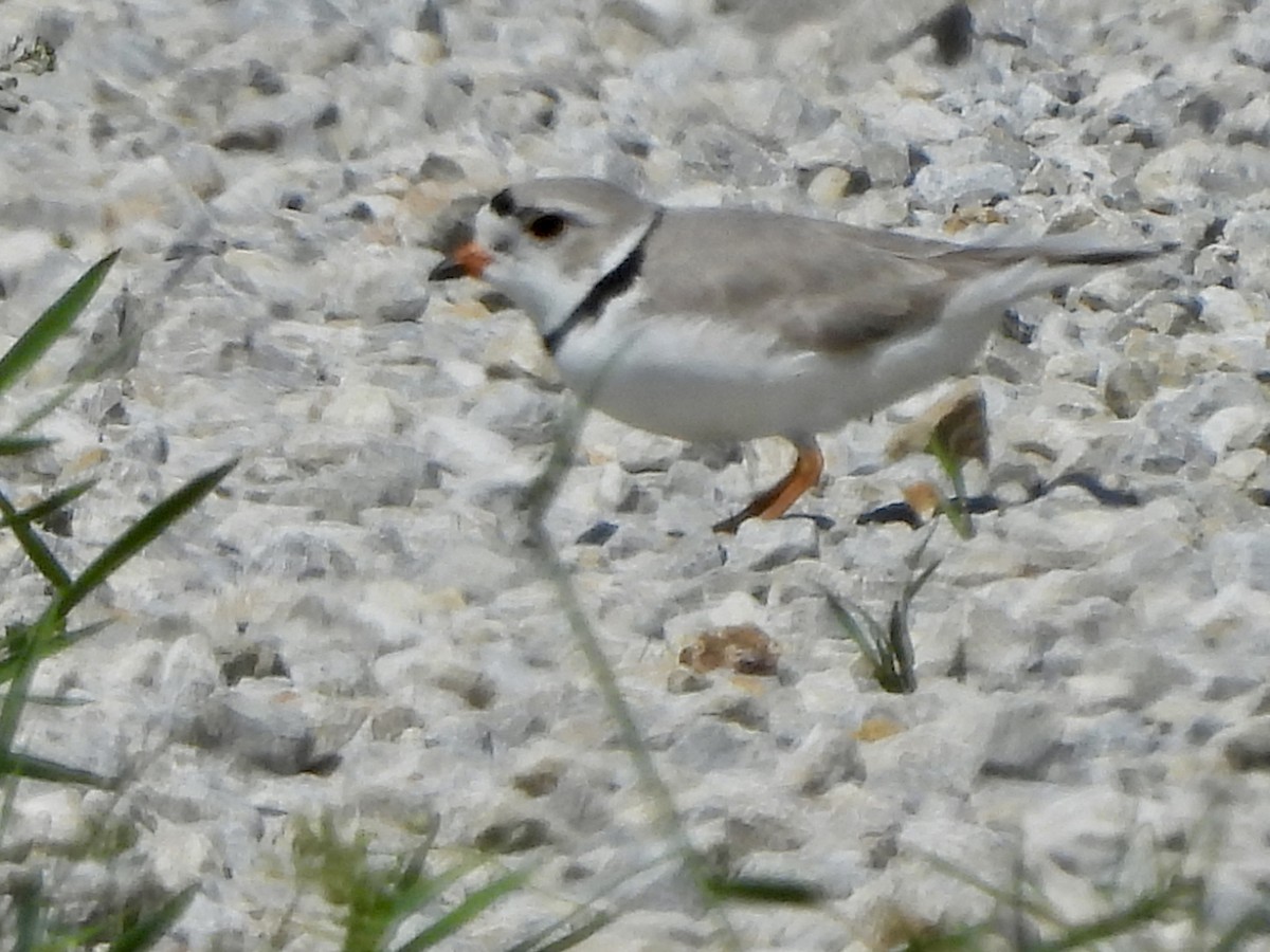 Piping Plover - ML617672516