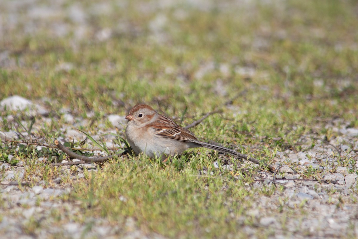 Field Sparrow - Landon Belding
