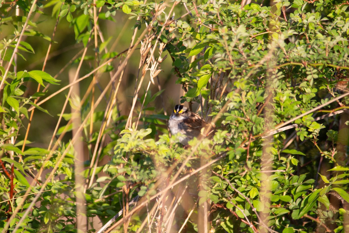 White-throated Sparrow - Landon Belding