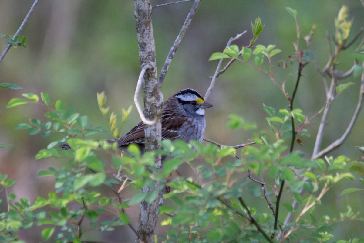 White-throated Sparrow - ML617672556
