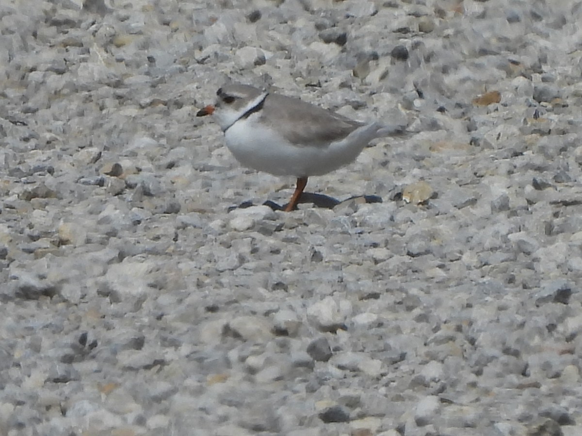 Piping Plover - ML617672592