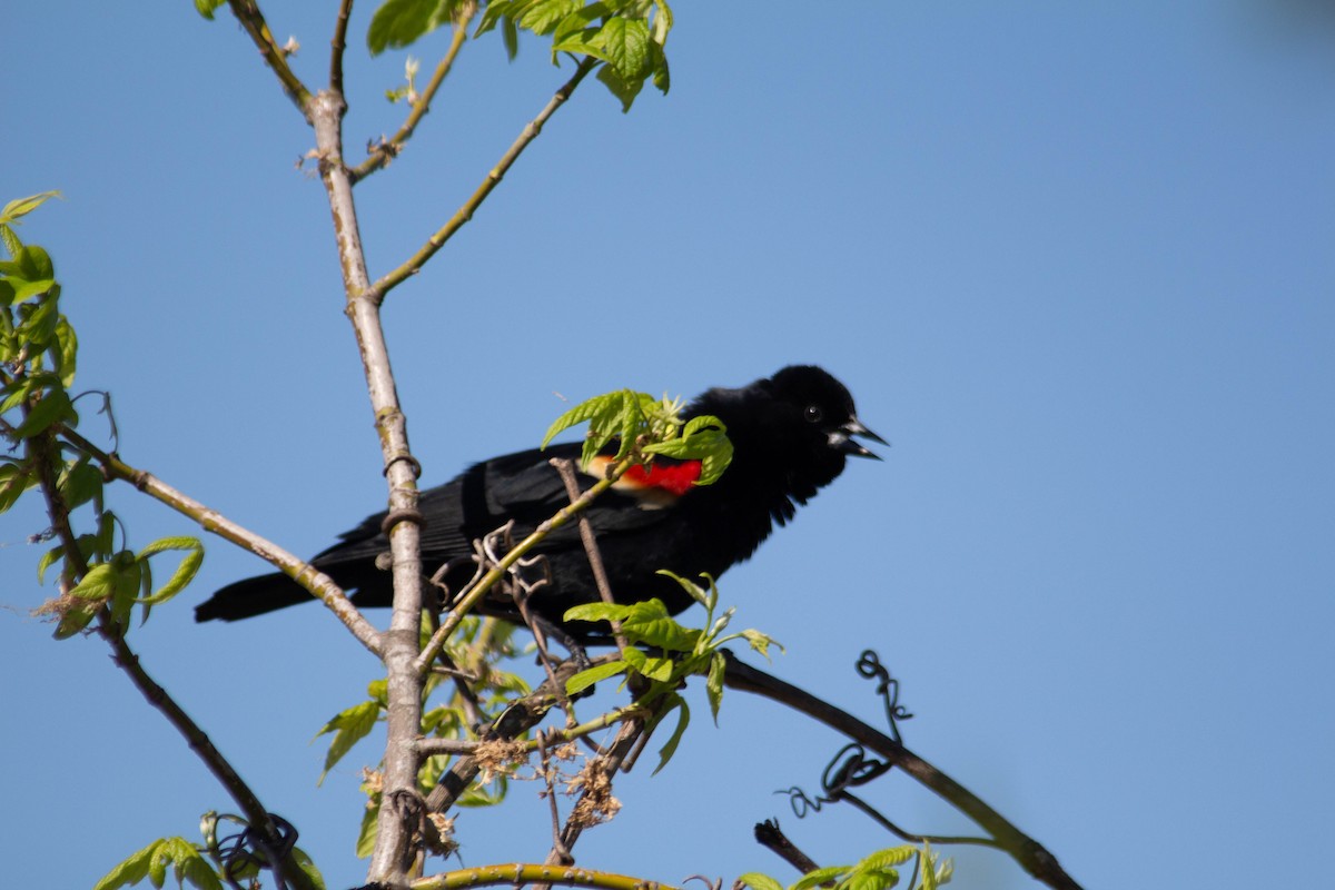 Red-winged Blackbird - Landon Belding